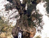 Sobreira (Quercus suber) 