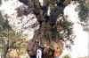 Monforte- Sobreira-Quercus suber en Liares
