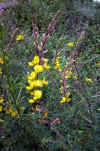 Adenocarpus complicatus_flores.jpg (84640 bytes)