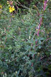Adenocarpus complicatus_hojas, flores y tallos.jpg (89580 bytes)