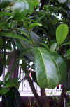 Prunus laurecerasus