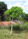 Robinia pseudoacacia pendula