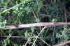 adenocarpus complicatus_tronco y hojas.jpg (59706 bytes)