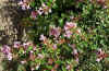 Abelia grandiflora_flores.jpg (43330 bytes)