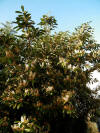 Prunus larecerasus-arbol