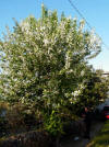 Prunus larecerasus-arbol