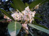 Prunus larecerasus-flores