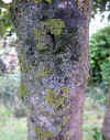 Prunus laurecerasus-tronco