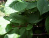 Prunus padus-hojas y frutos