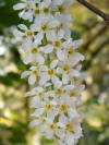 Prunus padus-flores