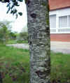 Prunus padus-tronco
