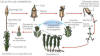 ciclo vital de las briofitas